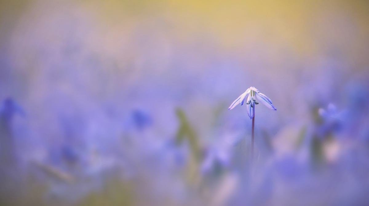 Blue Flower