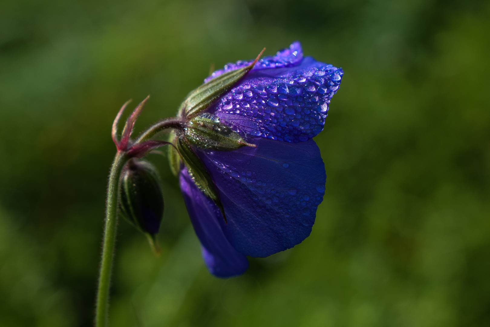 Blue flower