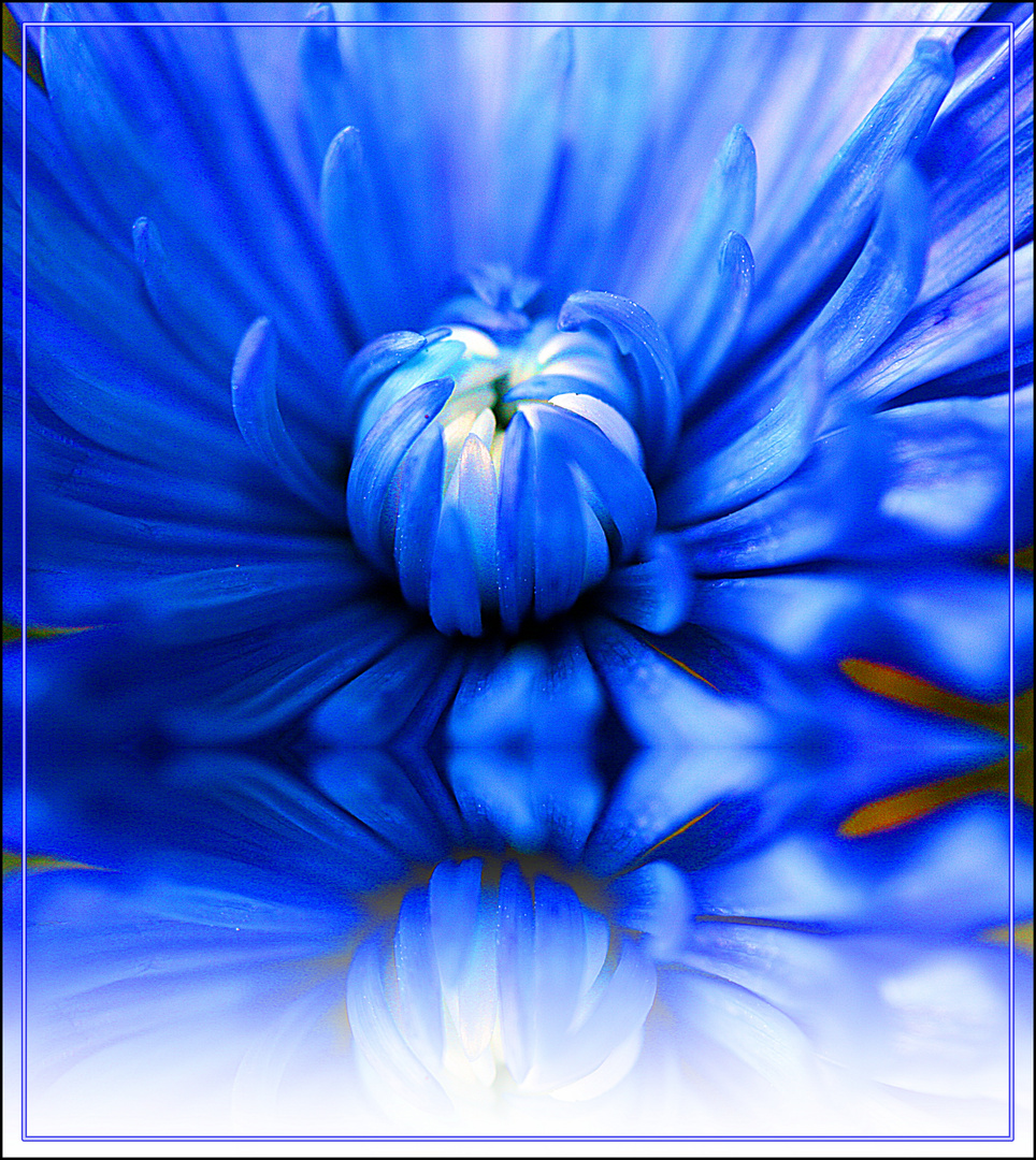 Blue Flower