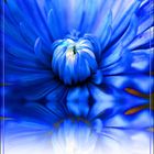 Blue Flower