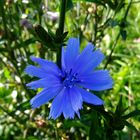 Blue flower