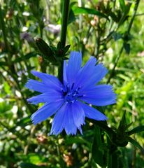 Blue flower