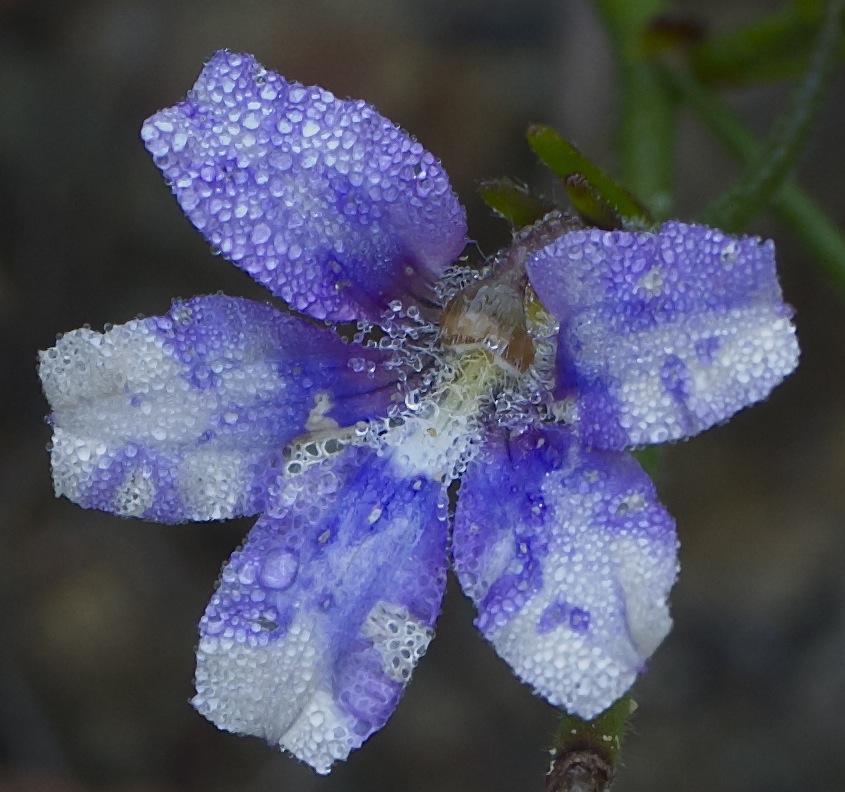 Blue Flower from Ku-Ring-Gai National Park early Morning