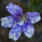 Blue Flower from Ku-Ring-Gai National Park early Morning