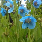 Blue flower from Tibet