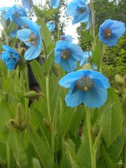 Blue flower from Tibet