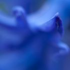 Blue flower in blur