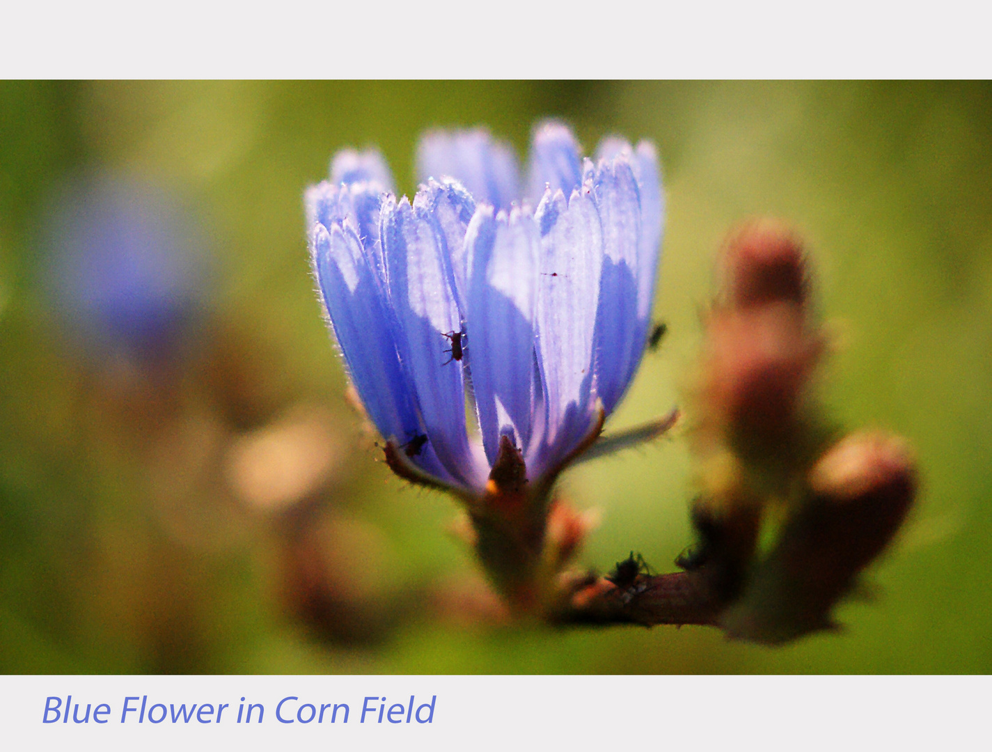 Blue Flower in Corn Field