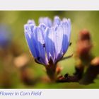 Blue Flower in Corn Field