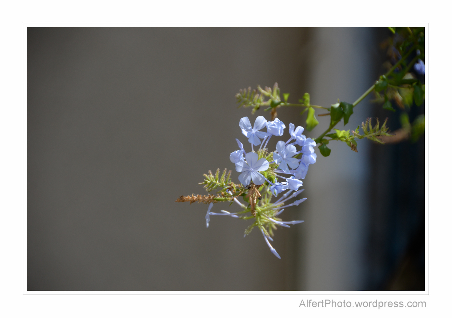 Blue flower in the sun