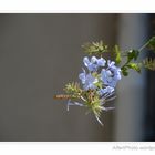 Blue flower in the sun