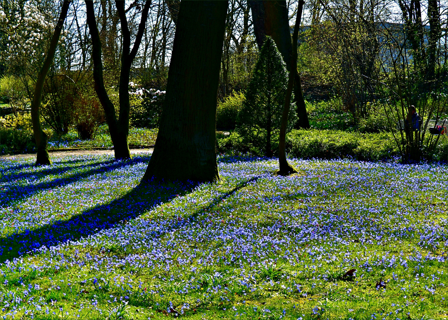 * Blue-Flower-Monday *