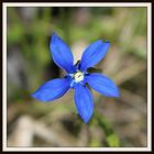 Blue flower of Albanian Alps