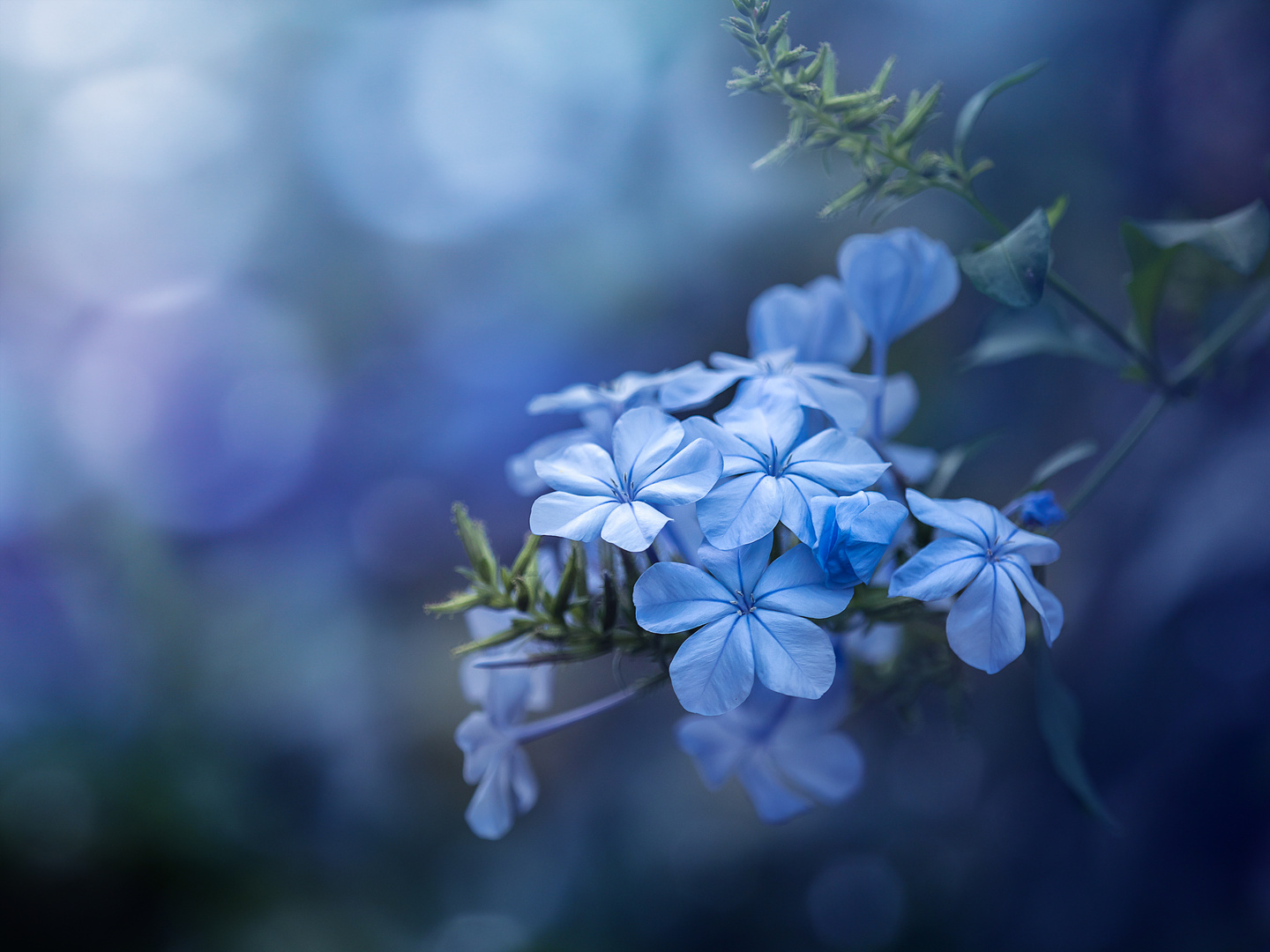 Blue Flower Power