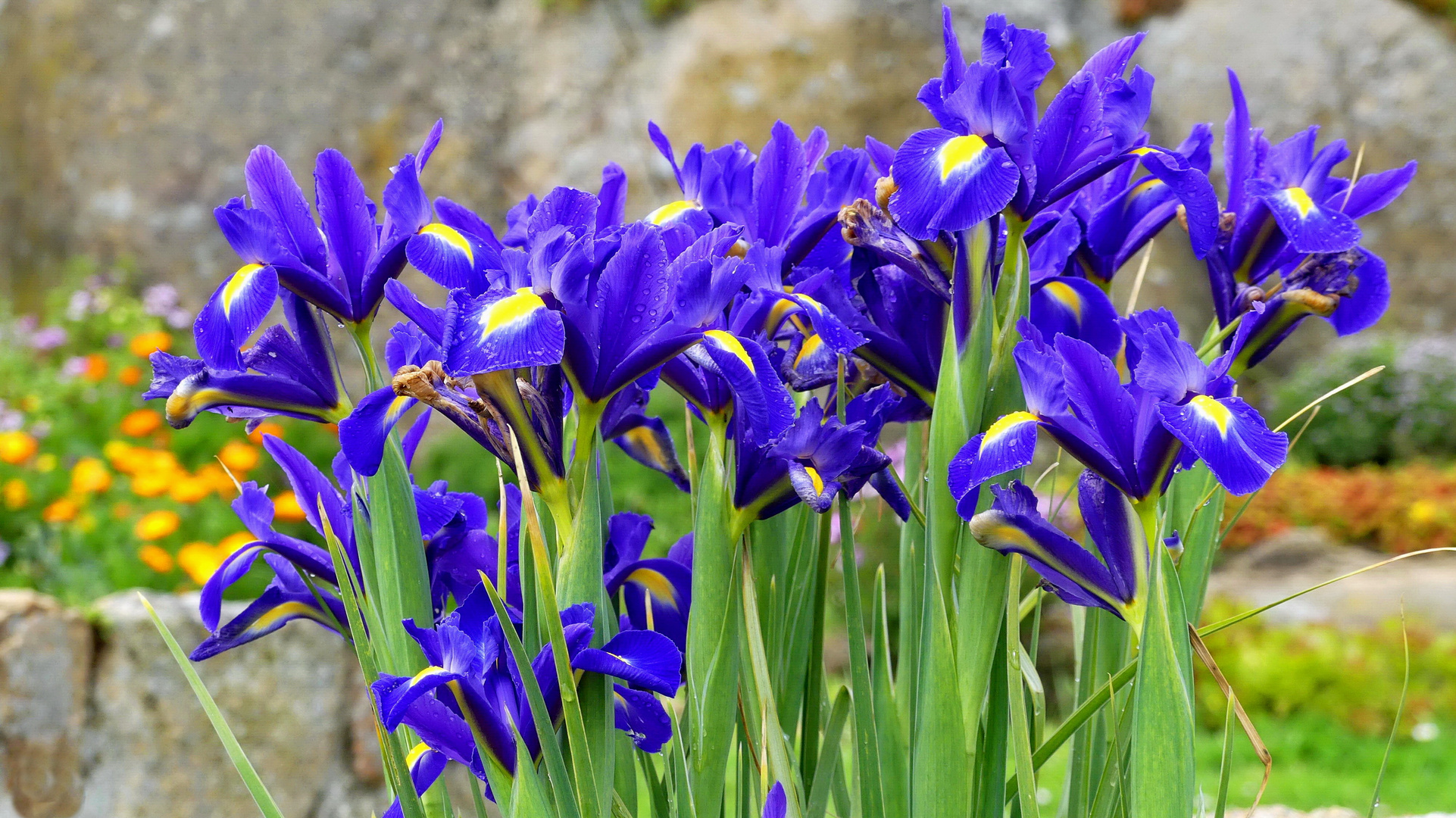 Blue Flower Wednesday