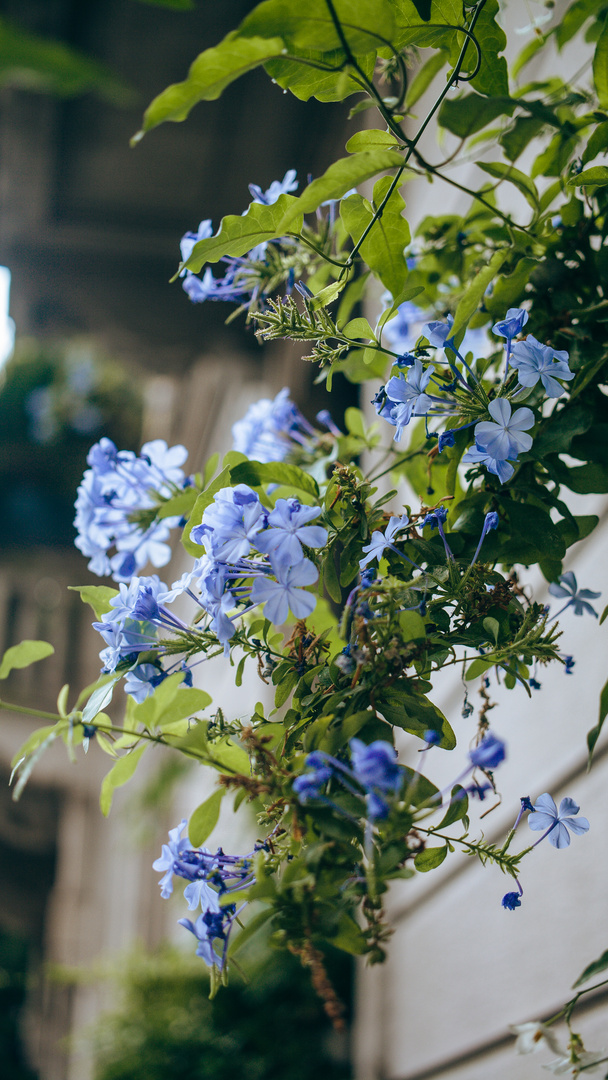 blue flowers