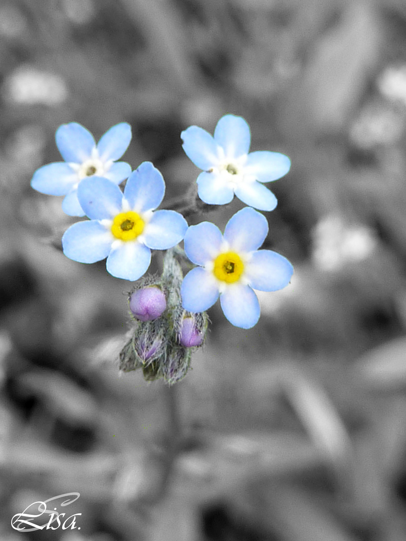 Blue Flowers