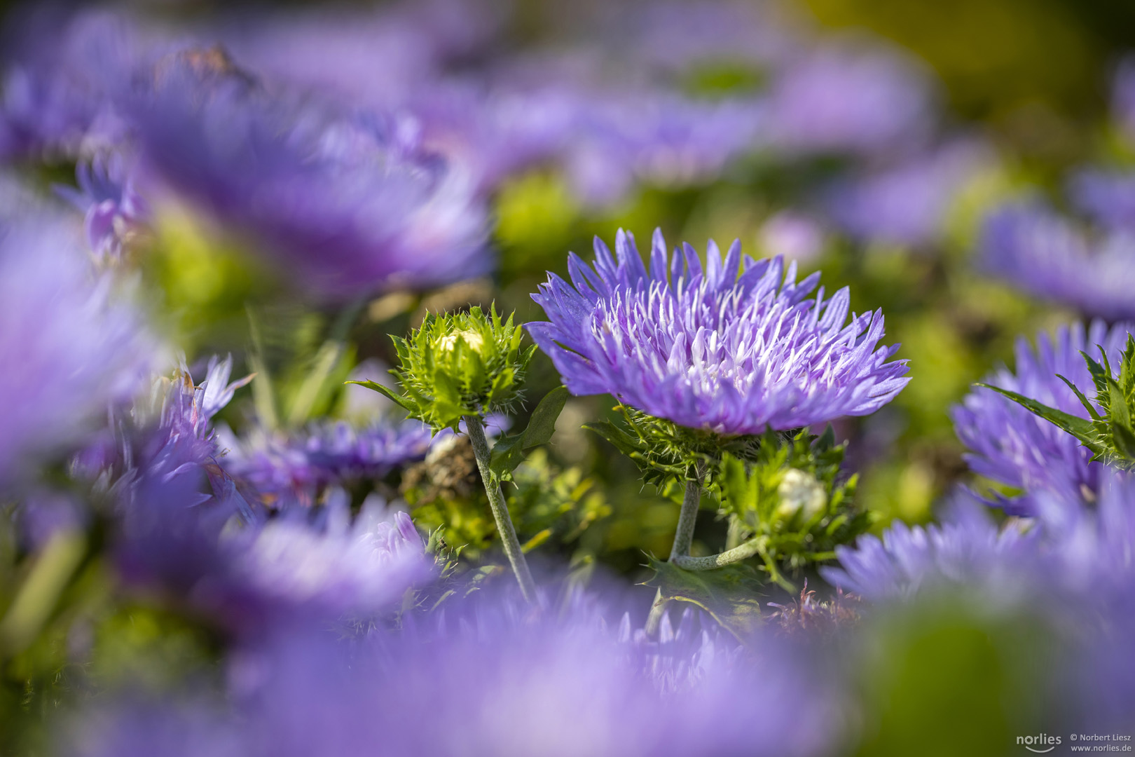 blue flowers