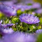 blue flowers