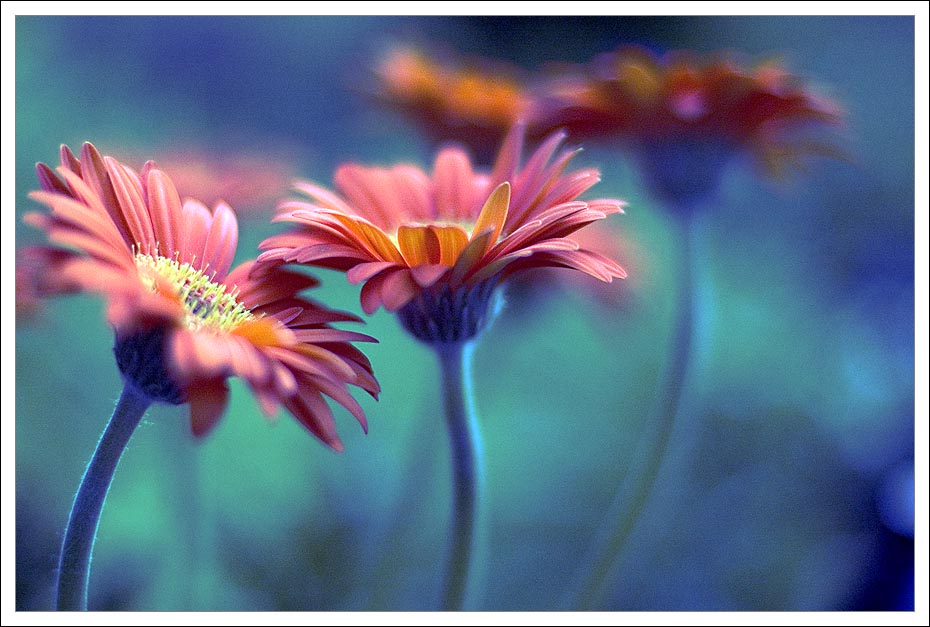 BLUE & FLOWERS