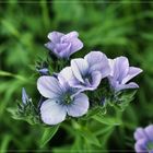 blue flowers