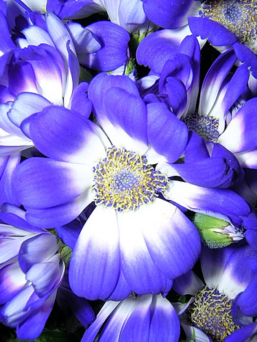 Blue Flowers