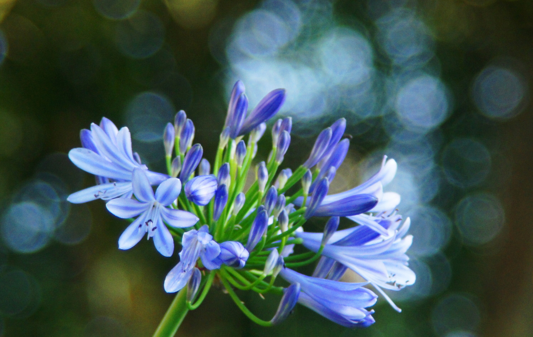 Blue Flowers