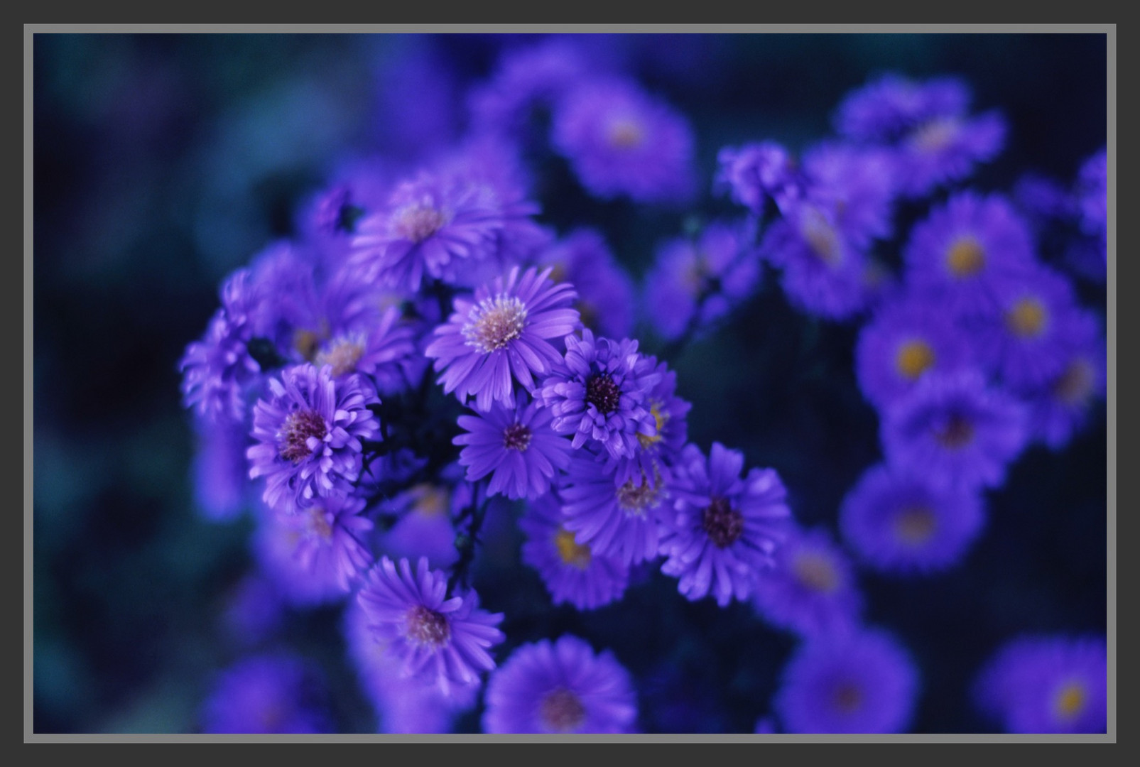 Blue flowers, garden, Ile de France