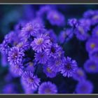 Blue flowers, garden, Ile de France