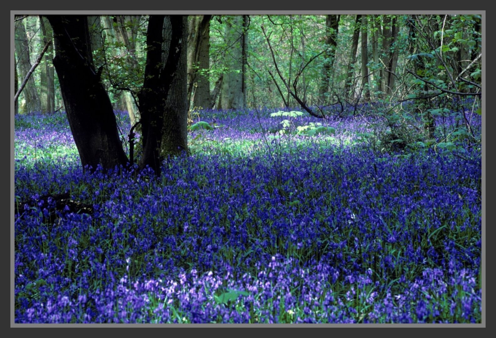 Blue flowers in a wood west of Paris