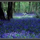 Blue flowers in a wood west of Paris