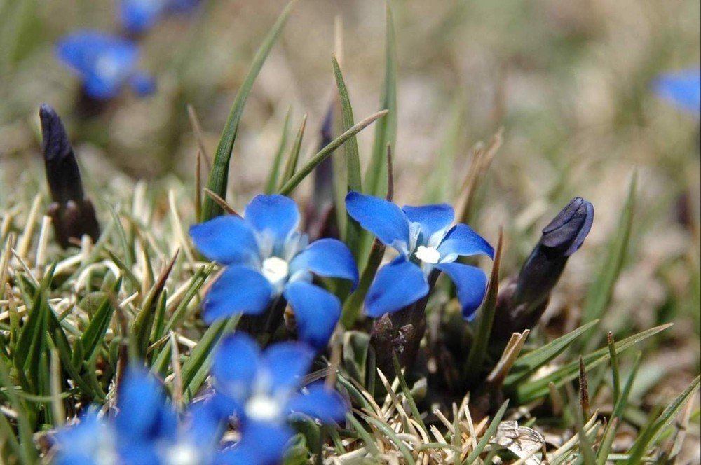 Blue flowers in Atlas