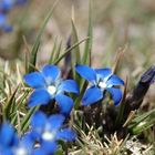 Blue flowers in Atlas