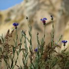 blue flowers in Kapadocia