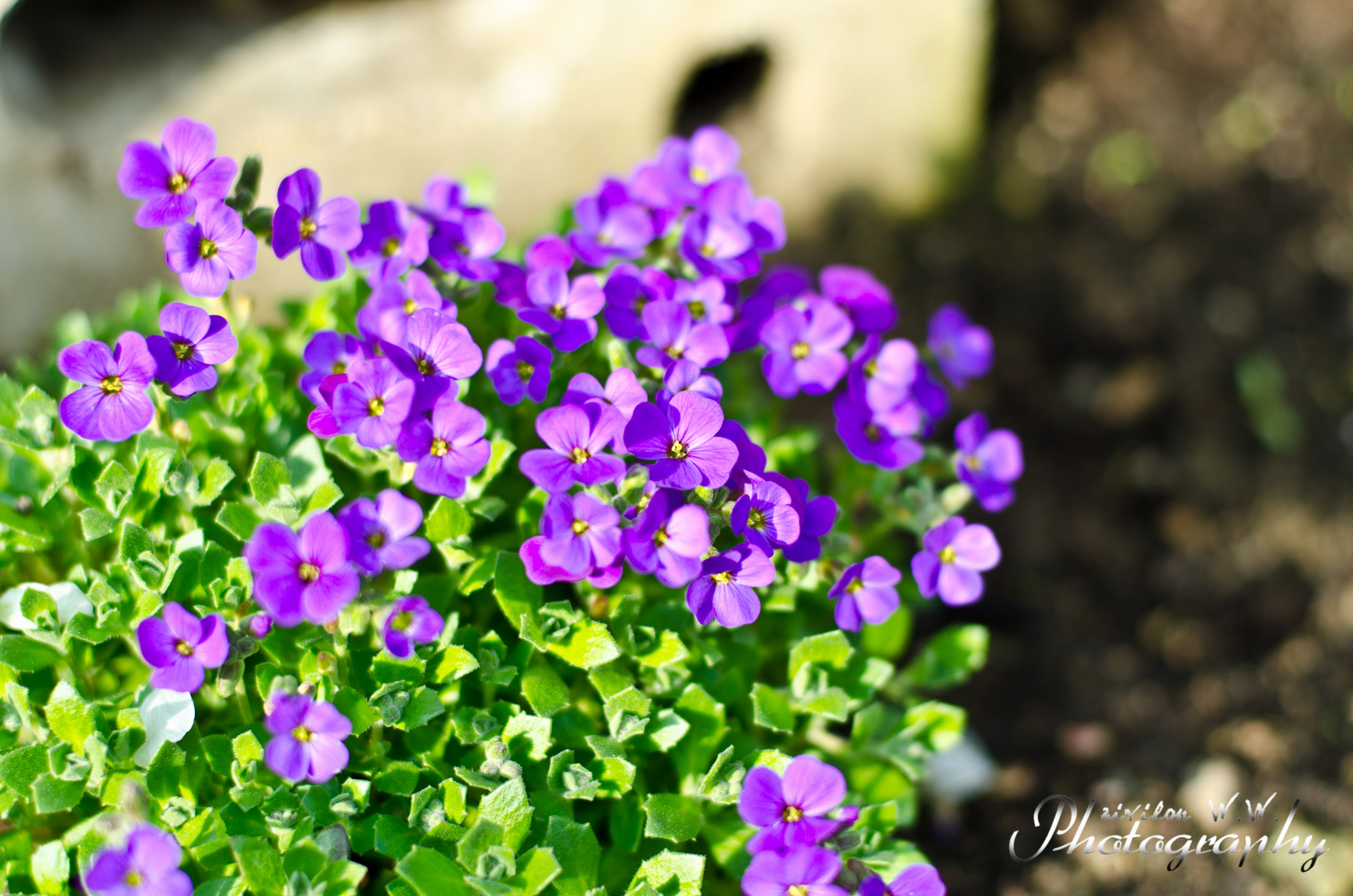 Blue flowers in the evening sun