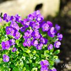 Blue flowers in the evening sun