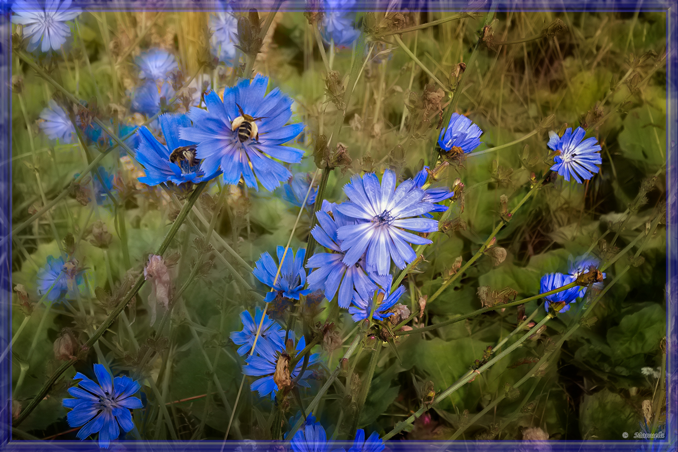 Blue flowers to the Blue Monday