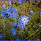 Blue flowers to the Blue Monday