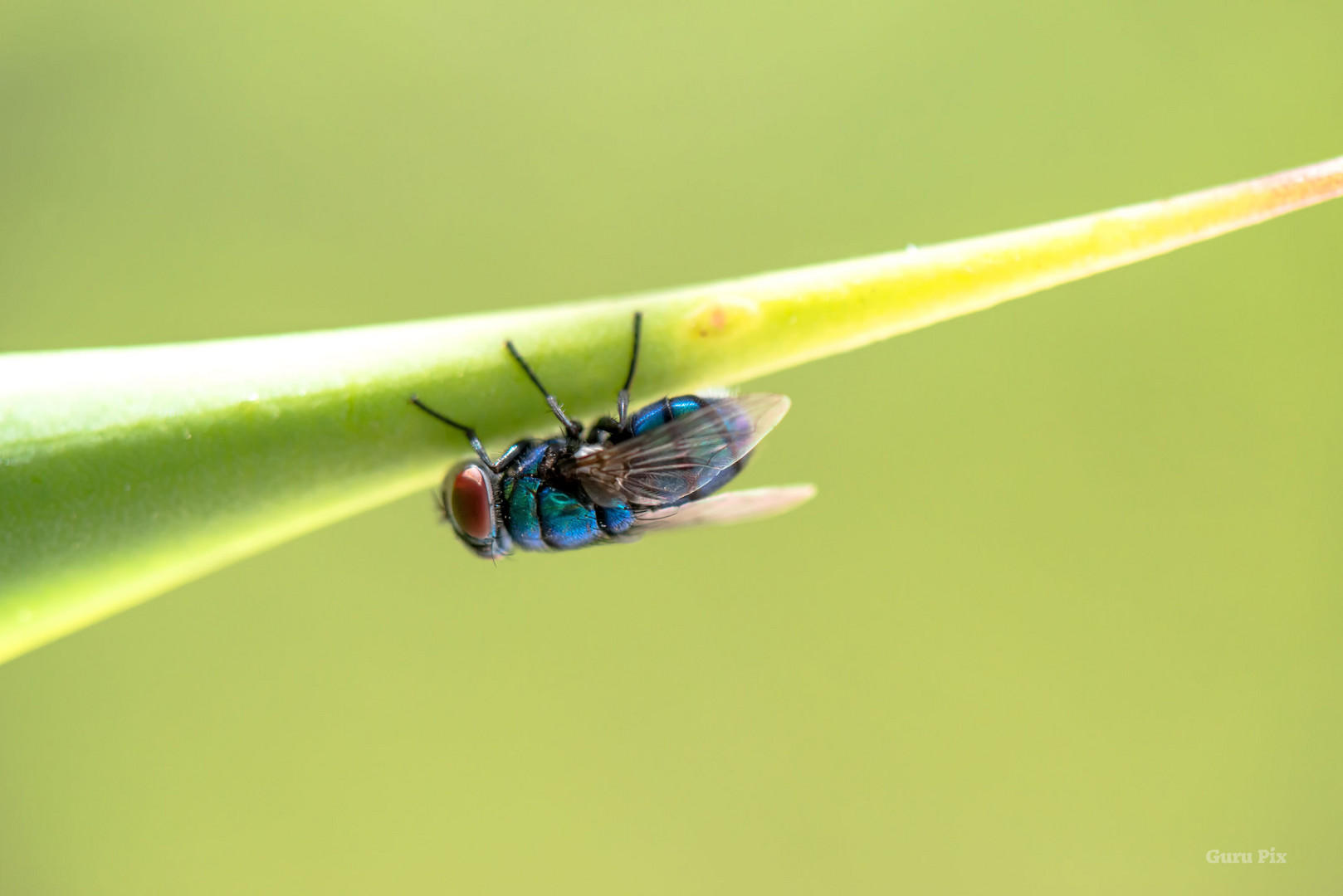 Blue Fly