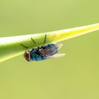 Blue Fly