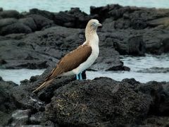 ... blue footed ...