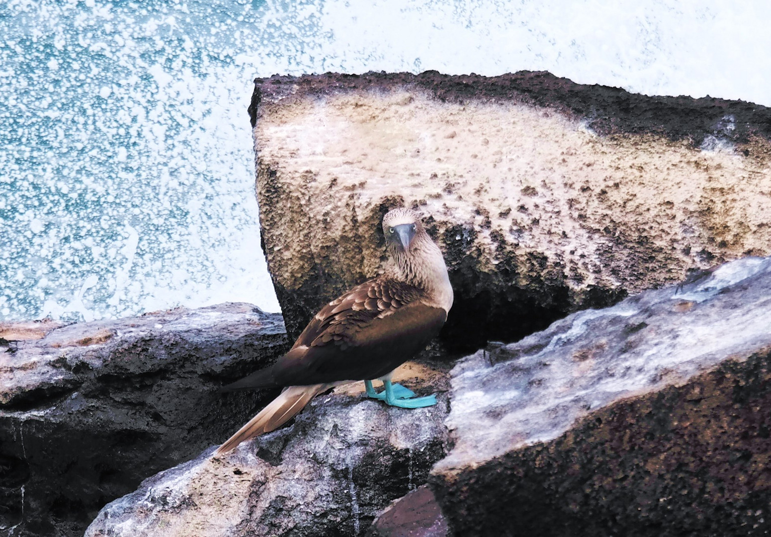 Blue Footed Boobie