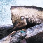 Blue Footed Boobie