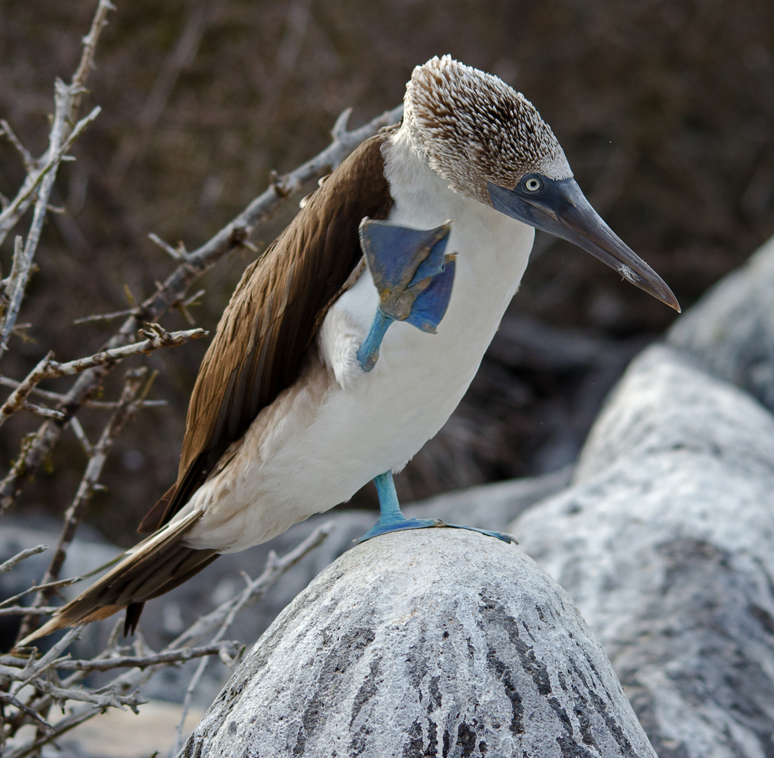 Blue Footed Boobies