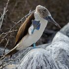 Blue Footed Boobies