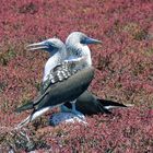 "Blue footed boobies"