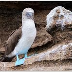 Blue-Footed Booby (2)