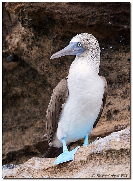 Blue-Footed Booby