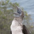 Blue footed booby