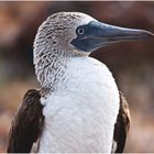 [ Blue-footed Booby ]